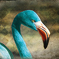 Blue Flamingo