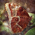 Butterfly in my garden