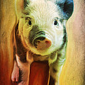 Pig is beautiful