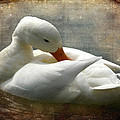 White Duck